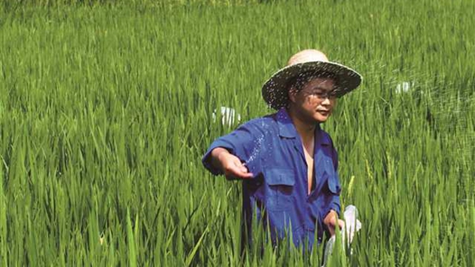 姚雄：根植水稻生产一线开展技术服务