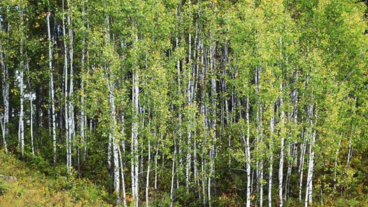 张太顺：青山为证 岁月留痕
